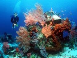 'Singles Weeks' for solo divers in Bali